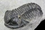 Detailed Austerops & Gerastos Trilobite Association #76981-8